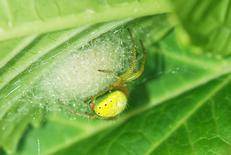 Araniella sp.
